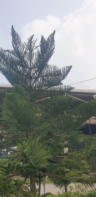 In Rooppur, Bangladesh, a towering Norfolk Island pine tree dominates the frame, its dense, feathery green foliage reaching towards a pale, overcast sky. The tree's branches are layered and spread horizontally, with the topmost branches curving upwards and outwards, resembling open hands. In the background, a weathered, multi-story building with exposed beams and peeling paint is visible, suggesting an industrial or construction area. A concrete overpass or bridge arcs over the scene, with power lines stretching across the upper portion of the image. The ground below the tree is a mix of grass and pavement. The image captures a moment of natural beauty juxtaposed with urban infrastructure.