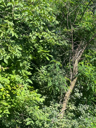 This is a top-down, close-up, full-frame shot of dense green foliage with a prominent fallen tree branch cutting across the middle of the image. The branch is rough and textured, with a lighter bark color than the surrounding leaves, and several smaller, thinner branches extend from it. The leaves are varied in size and shape, with some larger, broader leaves in the foreground and smaller, more feathery leaves in the background. The overall impression is of an overgrown, natural setting, possibly a forest or a heavily vegetated area. The lighting suggests it is daytime, with sunlight filtering through the leaves and creating dappled shadows. There is no visible text or human presence. The context of Pietrăria, Romania, suggests this is a natural outdoor scene, likely in a rural or wooded area.