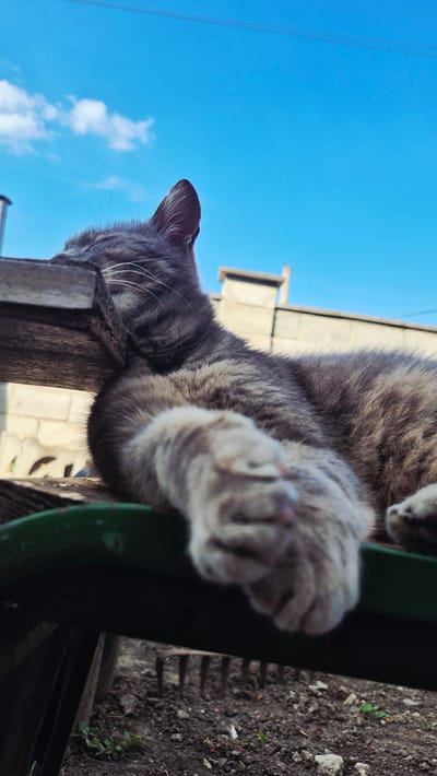 The image captures a close-up, Dutch-angle perspective of a tabby cat hanging from a green structure. The cat's paw is prominently extended towards the viewer, its fur a mix of gray and brown stripes. The cat's body, also striped, is partially visible, with its head turned to the right, showing its ear and whiskers.

The setting appears to be outdoors, with a bright blue sky and a few wispy clouds visible in the upper right portion of the frame. Below the cat, on the left side of the image, is dark soil with some scattered small green plants and stones. A portion of a rustic, weathered wooden beam runs horizontally across the upper center of the image, behind the cat. To the left of the beam, a bit of the green structure the cat is holding onto is visible. In the background, there are some light-colored building structures, possibly made of concrete blocks, and what looks like a utility pole with wires.

The lighting suggests it is daytime, likely sunny given the clear blue sky. The perspective and the cat's playful posture might imply a moment of curiosity or playfulness. No text is visible in the image. The location context is Ialoveni, Moldova.