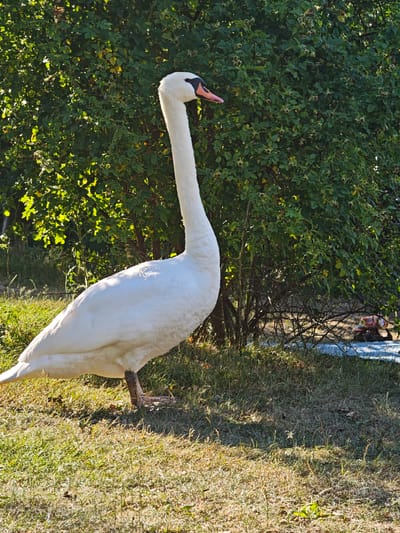A white swan with an orange beak and black markings stands on a grassy slope in front of a dense green bush. The swan is facing to the right of the frame. The ground is covered in dry grass and scattered leaves, with sunlight casting shadows. In the background, behind the bush, a blue tarp is visible with what appears to be a pile of animal remains on it. The scene appears to be outdoors, possibly in a park or natural area within the city of Freiburg im Breisgau, Germany.