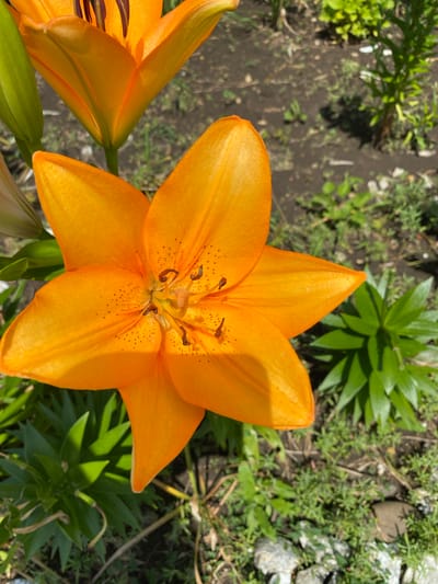 This media file showcases a close-up view of a vibrant orange lily flower in bloom. The lily is the primary subject, with its six petals spread open, revealing the intricate details of its stamen and pistil. The petals are a rich orange hue, with a few subtle brown speckles visible on their surface. The flower is positioned centrally in the frame, dominating the composition.
The background consists of a garden setting. The ground appears to be dark soil with scattered green foliage and some small rocks. The lighting suggests it is daytime, with the sun casting distinct shadows on the petals, indicating a bright and sunny day. The overall atmosphere is natural and serene, capturing the beauty of the flower in its environment.
To the left of the main lily, another orange lily bloom is partially visible, suggesting a cluster of lilies. The green leaves and stems of the lilies are also present, adding to the natural tableau. The scene appears to be outdoors, likely in a garden or a park in Plastunovskaya, Russia, given the provided location context. No people or specific activities are depicted; the focus is solely on the floral subject. There is no visible text in the image.