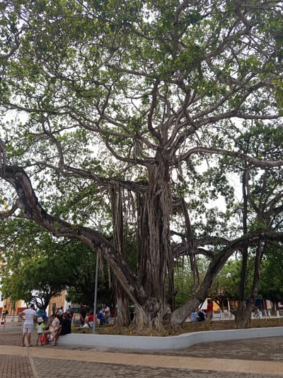 A wide shot captures a massive banyan tree in Tolú, Colombia, its sprawling branches and aerial roots dominating the scene. The tree is situated in a public area with a paved walkway in the foreground and a low, curved concrete border around its base. Several people are visible, some standing and some seated on the border or on the ground near the tree. In the background, a row of colorful buildings suggests a town setting. The sky is overcast, and lush green foliage from the banyan tree and other trees in the vicinity fills the upper portion of the frame.