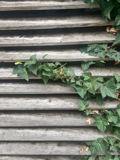 The image shows a close-up of weathered, horizontal wooden planks, likely part of an exterior wall or fence. Ivy vines with green leaves and some dried brown leaves are growing over and between the planks. The wood has a gray, aged appearance with visible grain and knots. The lighting suggests an outdoor environment, possibly in Moosburg, Germany, given the context provided. There are no people or discernible actions taking place in the image. The focus is on the texture of the wood and the organic growth of the ivy.
