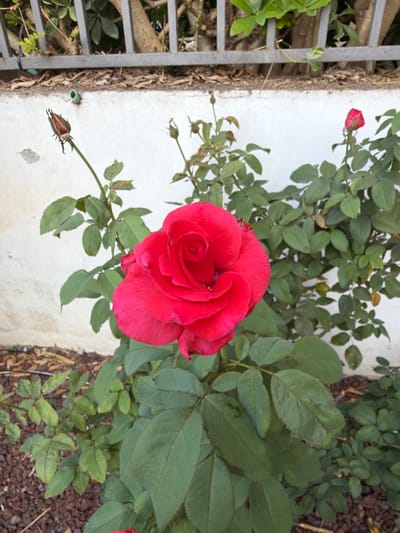 A vibrant red rose blooms prominently in the center of the frame, its petals unfurling in a classic spiral. The rose bush is lush with dark green leaves, some showing signs of minor blemishes. To the left of the main bloom, a rosebud is beginning to open, hinting at future blossoms. In the background, a white wall forms a clean backdrop, above which a grey metal fence is visible, with hints of foliage and tree trunks peeking through. The ground beneath the rose bush is covered with dark, earthy mulch. This scene appears to be captured in a garden or outdoor setting, possibly within the city of Gedera, Israel, judging by the context provided.