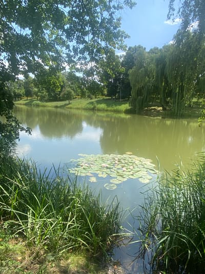 The image depicts a serene waterscape in Briceni, Moldova, under a bright, partly cloudy sky. In the foreground, lush green reeds and grasses line the edge of a tranquil lake. Scattered across the surface of the water are numerous lily pads, with several delicate pink water lilies in bloom. The lake's surface reflects the surrounding environment, including the clear blue sky with scattered white clouds. Beyond the lake, a gentle slope covered in green grass leads up to a dense line of trees, including a prominent weeping willow with its cascading branches. The scene is characteristic of a park or natural area within Briceni, offering a peaceful and idyllic view of nature. There are no people or animals visible in the image.