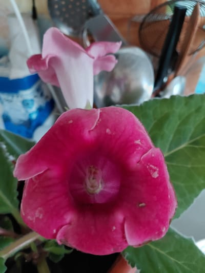 The image shows a close-up of a vibrant pink, bell-shaped flower. The flower has a ruffled edge and its interior is a darker, richer pink. A lighter pink flower is partially visible behind it. The background is blurred but suggests an indoor setting with kitchen utensils and possibly a fan visible. There are no people or animals in the image. The location is not determinable from the image and therefore cannot be specified as Старотавларово, Russia.