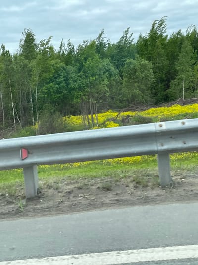 A roadside scene in Korabsel'ki, Russia. A gray metal guardrail runs parallel to a two-lane road, the right lane marked by a white line. Beyond the guardrail is a strip of land with green grass and small yellow flowers, leading to a line of trees. The sky is overcast.