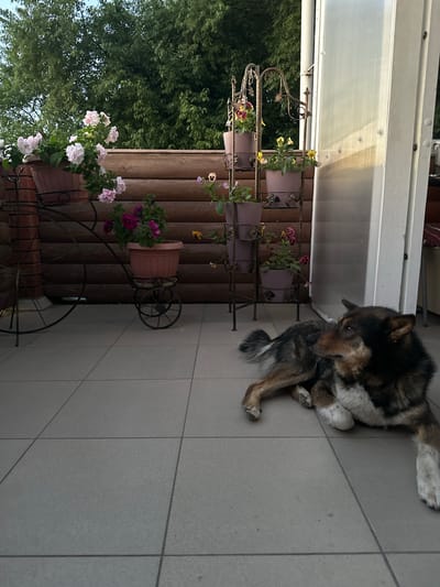 A medium-sized, mixed-breed dog with brown, black, and white fur lies on a tiled patio, facing to the right. The dog is resting on its side, with its head turned and looking off-camera. In the background, a wooden fence is visible, behind which are trees. To the left, a multi-tiered plant stand holds several pots of flowering plants, including pink and white petunias. A decorative metal structure resembling a bicycle wheel is also present on the left side of the frame. To the right, a white, translucent panel runs vertically, with shadows cast upon it. The scene appears to be an outdoor patio or balcony area. The image was taken in Воронежское-2, Russia.