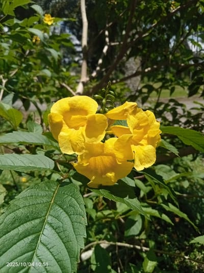 The image depicts a close-up of a cluster of vibrant yellow, trumpet-shaped flowers, likely Tecoma stans, with multiple green buds above them, situated in Ban Du La, Myanmar. The flowers are surrounded by sharp, dark green serrated leaves in the foreground, with softer focus on additional green foliage and tree trunks in the background, suggesting an outdoor, natural environment under bright sunlight. No individuals or direct interactions are present. A timestamp "2025/10/04 10:51" is embedded in the lower-left corner of the frame.