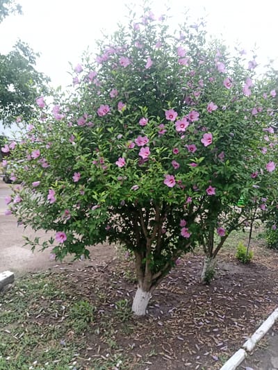 The image depicts a flowering shrub with numerous pink blossoms, likely a Rose of Sharon (Hibiscus syriacus), situated outdoors. The shrub is full of green foliage and prominent pink flowers, some with darker centers. The base of the shrub exhibits a white-painted trunk, a common horticultural practice for protection or aesthetics. The ground surrounding the shrub is covered in dry leaves and some patchy grass, suggesting an outdoor setting. In the background, to the left, there is a paved area, possibly a path or road, and some of the ground is covered with dirt and scattered petals. To the right of the main shrub, a portion of another, smaller shrub or tree is visible, also with some pink flowers. The sky appears overcast and bright. The location is specified as Krasnoe, Moldova.