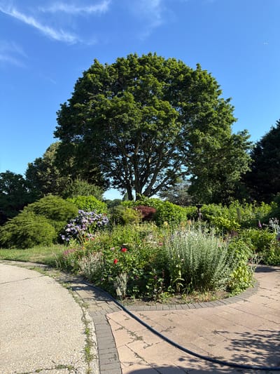 An outdoor scene in Town of Southold, United States of America, depicts a lush garden with a large tree providing shade. The garden features a variety of plants and flowers in bloom, including hydrangeas, zinnias, and other colorful species. Paved pathways meander through the garden, bordered by brick edging. A black hose lies coiled on the pathway. The sky above is a clear blue with a few wispy clouds. The overall impression is one of a well-maintained, serene garden on a sunny day.