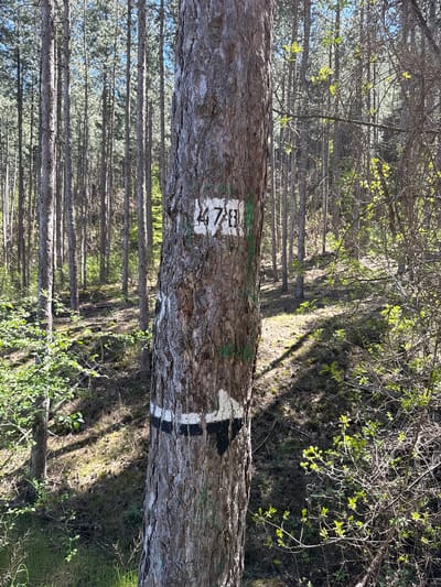The image shows a forest scene, likely in a natural area. A fallen tree trunk is in the foreground, with white painted markings: "478" and a directional arrow. A dense forest of trees is visible in the background, with early spring foliage. The location is near Boboshevo, Bulgaria. No people are visible. The fallen tree trunk is the central object. The action is the observation of the marked trail within the forest environment.