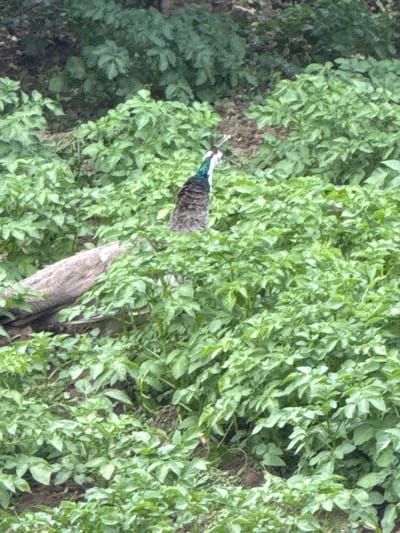 The image, captured in Osenets, Bulgaria, features a peacock partially hidden among dense green foliage, viewed from a high angle. The majority of the frame is filled with lush, vibrant green plants, suggesting a garden or natural field environment.
The peacock is positioned towards the left side of the image, with its head and upper body visible as it emerges from or rests within the vegetation. Its distinctive iridescent blue-green neck feathers are prominent, while its body feathers appear to be a mix of brown and grey tones, providing natural camouflage against the soil and undergrowth. A white patch around its eye and its beak are also discernible.
The surrounding foliage consists of numerous small, light green leaves, possibly from potato plants or similar ground cover, which are spread thickly across the ground. Patches of dark, earthy soil are visible through gaps in the leaves, particularly on the left and in the lower right corner. A significant piece of weathered, greyish-brown wood or a branch lies diagonally in the lower right quadrant, also partially obscured by the green leaves.
The scene is brightly lit, indicating daytime, with natural light creating varied shades of green in the foliage and highlighting the peacock's plumage. There are no other visible subjects, human presence, or discernible text. The image conveys a sense of a wild animal in its natural, verdant habitat.