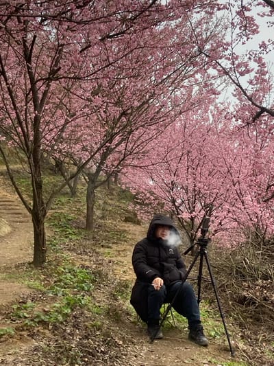 A person sits in a folding chair among blossoming trees, exhaling smoke. The person wears dark pants and a puffy, dark jacket with the hood up. A camera on a tripod sits in front of the person. The trees are full of pink blossoms, creating a dense canopy overhead. The ground is dirt and sparse foliage.
