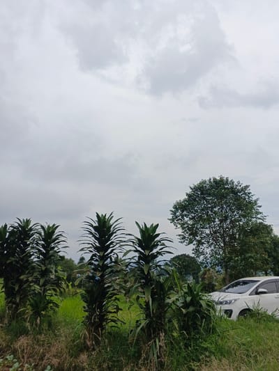 The image depicts an outdoor scene under an overcast sky in what is stated to be São Félix do Xingu, Brazil. The upper two-thirds of the frame are dominated by a uniformly light gray sky with subtle cloud formations, indicating a heavily cloudy day with diffused light. The lower third of the frame consists of dense vegetation. In the foreground, a line of tall, upright plants with elongated, dark green leaves, possibly *Dracaena* species, extends from the left margin towards the center. Behind these plants and further to the right is a field of vibrant green, knee-high grass or agricultural crops. A large, mature tree with a dense canopy of dark green leaves is positioned in the mid-ground on the right side of the frame. Partially visible on the far right, nestled within the green foliage, is the front and right side of a white multi-purpose vehicle (MPV) or SUV, specifically the front bumper, headlight assembly, and the front passenger door are discernible. No individuals are present in the scene. The overall environment is rural or semi-rural, characterized by lush greenery.