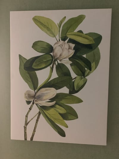 The image shows a watercolor painting of two magnolia flowers on a white background. The flowers are a creamy white with subtle pink and yellow undertones. They are surrounded by lush green leaves. The painting is framed by a textured green wall, but the image does not contain any information that would allow for a location to be determined, and therefore no location in Yurga, Russia can be identified.