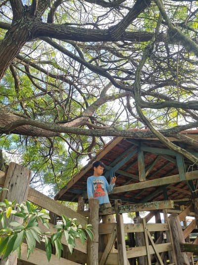 A low-angle shot captures a young boy standing on a rustic wooden structure nestled amongst the branches of a large tree. The boy, wearing a light blue long-sleeved shirt with a graphic print, is looking up and to his right, with his head tilted back. The wooden structure appears to be part of a treehouse or a similar elevated platform, built with weathered beams and planks. The roof of the structure is visible, with reddish-brown tiles and blue painted beams. Lush green foliage from the surrounding trees creates a canopy above and around the structure, with branches intertwining. The sky is visible through the gaps in the branches, suggesting it is daytime. The overall impression is one of a natural, adventurous setting, possibly a park or a backyard with mature trees. The image has a slightly tilted orientation. The print on the boy's shirt appears to be a graphic with cartoon characters, possibly from anime, but the text is not clearly legible. No specific time of day or weather conditions can be definitively determined beyond it being daylight. The location context of Laranjal Paulista, Brazil, suggests a tropical or subtropical environment, consistent with the abundant greenery.