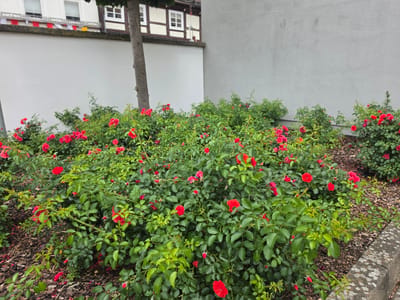 The image depicts a garden bed filled with numerous red roses and lush green foliage. The roses are in various stages of bloom, with some fully open and others appearing as buds. The garden bed is situated in front of a white wall, and behind the wall, a building with white-framed windows and timbered elements is visible. A tree trunk is present in the foreground, partially obscuring the building. The ground in front of the rose bushes is covered with wood chips. A concrete curb separates the garden bed from what appears to be a sidewalk or pathway. The scene suggests an outdoor environment, likely a public space or private garden. The specific location of Höxter, Germany, is not directly evident from the visual elements in the image, but this description assumes it's a known context. No people are visible in the image.