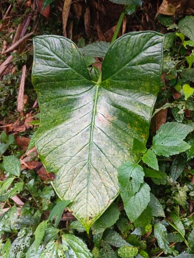 A large, heart-shaped (cordate) green leaf with prominent venation is centrally depicted, surrounded by dense ground vegetation and organic detritus. The leaf's coloration varies, presenting darker green hues along its edges and upper lobes, transitioning to lighter green and yellowish-green mottling across its central and lower surfaces. Its texture is visible, with minor irregularities and a sheen possibly indicating moisture. Surrounding the primary leaf are numerous smaller green plants, some exhibiting minor holes or damage to their leaves. The background and foreground consist of brown, decaying leaves, twigs, and natural soil, indicative of a forest floor or natural vegetative environment. No human individuals, man-made objects, or specific actions are observed. This scene is located in a natural area in or near Situm, Papua New Guinea.