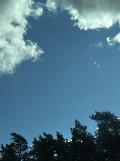 The image displays an upward-facing view of the sky and the upper canopy of trees, situated in Tarnawa Rzepińska, Poland. The majority of the frame, approximately the upper two-thirds, consists of a clear, bright blue sky. Scattered cumulus clouds, predominantly white with some darker grey areas indicating depth or shadow, are visible in the upper left quadrant and along the top edge of the frame. Smaller, wispy clouds are also present in the central-upper sky. The lower third of the image features the dark, silhouetted crowns of numerous conifer trees, likely pine or spruce, extending across the entire width of the frame. The tree line presents an irregular, jagged profile against the sky. Specific foliage details are obscured due to the backlighting, rendering the trees as dark masses. No individuals, animals, structures, or objects of human origin are present in the depicted scene, nor are any actions or interactions discernible.