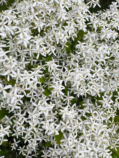 The image is a close-up, overhead shot of a dense cluster of small white flowers with delicate petals and yellow centers. Some green leaves are visible interspersed among the blossoms. The flowers are in full bloom, creating a textured carpet of white. The lighting suggests it is daytime, likely outdoors. The image does not contain any people, actions, or interactions. The location in the city of Vecumnieki, Latvia, is not discernible from the visual information in the image itself.