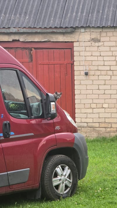 A gray cat peers out from the driver's side window of a red camper van parked on a grassy area in front of a brick building with a red wooden door and a corrugated roof. The cat's head and shoulders are visible as it looks towards the camera. The van is wet, suggesting recent rain. The building appears to be a garage or outbuilding. The scene is outdoors.