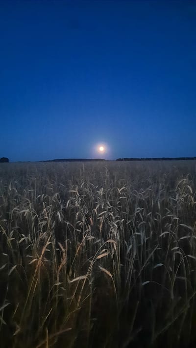 An outdoor vertical shot captures a full moon illuminating a field of wheat at dusk or night. The moon, a bright orb with a warm, soft glow, is positioned centrally in the sky, just above the horizon line of the distant treeline. The wheat stalks, varying in height and color from pale gold to dark brown, fill the majority of the frame, creating a textured, undulating surface. The deep blue of the twilight sky provides a stark contrast to the moon and the illuminated portions of the wheat. The scene appears to be located in the Славенскі сельскі Савет in Belarus, a rural area characterized by agricultural landscapes. There are no people or animals visible in the image. The overall atmosphere is serene and peaceful.