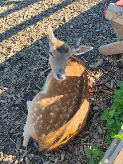 A dappled deer lies on a surface of wood chips in an outdoor enclosure. The deer is light brown with white spots. It is looking towards the camera with its head resting on the ground. The enclosure appears to be in a rural setting, possibly a park or a zoo, with a wooden structure visible in the background. The lighting suggests it is daytime, with shadows cast on the wood chips.