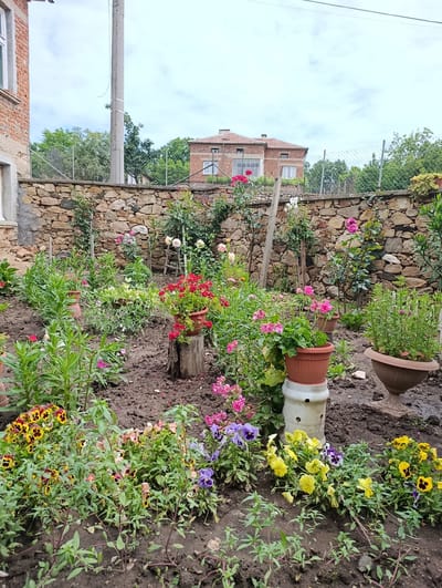 The image shows a close-up view of a vibrant flower garden in front of a stone wall. The garden is filled with a variety of blooming flowers in shades of red, pink, yellow, purple, and white. Among the flowers, there are also several potted plants. In the background, there is a fence, some trees, and a building constructed with red brick. The sky is overcast. This scene is located in Mladinovo, Bulgaria.