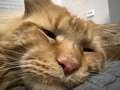 A close-up, eye-level, indoor, medium shot captures the face of a sleeping ginger cat. The cat is lying on its side, with its head tilted slightly to the left. Its eyes are mostly closed, with only slivers of dark pupils visible. Long, white whiskers fan out from its muzzle. The cat's fur is a warm, golden-orange color. In the background, a white electrical outlet with two sockets is visible on a light gray wall. The cat is resting on a dark gray, textured surface, possibly a blanket or cushion. The overall impression is one of peaceful slumber in a domestic environment. The specific location in Markova, Russia, is not discernible from the image itself.