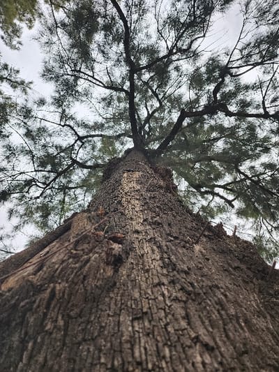 The image shows a tree viewed from a low angle, looking up towards the sky. The bark of the tree is thick and textured. The tree's branches are numerous and spread out, with small green leaves or needles. The sky is overcast and pale. The composition emphasizes the height and size of the tree.