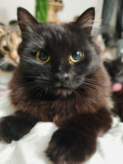 In a close-up shot, a fluffy black cat with piercing yellow eyes is the central subject. Its gaze is directed forward, conveying a sense of calm and curiosity. The cat's fur is dense and appears soft, with some longer strands framing its face. In the background, another cat, possibly of a tabby pattern, is out of focus, suggesting a shared domestic environment. The lighting appears to be natural, casting a soft glow on the subjects. The scene is set indoors, likely a home, with a white, possibly fabric surface beneath the cats. The overall mood is serene and intimate, highlighting the bond between the animals or simply capturing a peaceful moment. No visible text is present in the image. The location context of Morąg, Poland, does not provide further visual cues within the image itself.