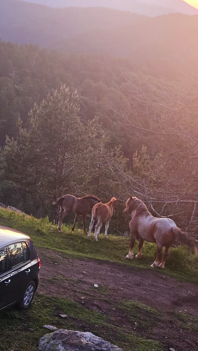 An outdoor scene captures a group of horses grazing on a grassy hillside at dusk. Three horses are visible in the foreground, with a larger, lighter-colored horse to the right and two smaller, darker horses to the left. The horses are on a dirt path that slopes upwards, with trees and vegetation covering the surrounding hills. In the lower left corner of the image, the back of a dark-colored car is partially visible, parked on the grassy shoulder of the path. The sky is a soft blend of purple and pink, indicating the sunset. The location is described as Simeonovets, Bulgaria.
