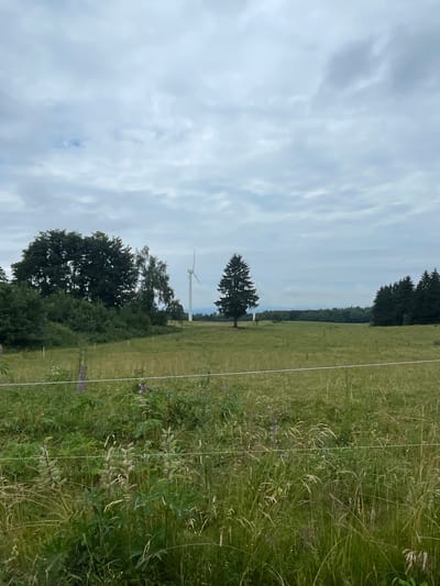 The image depicts a rural landscape under a cloudy sky. In the foreground, a grassy field with scattered wildflowers and a thin wire fence is visible. In the mid-ground, a single, large evergreen tree stands in a vast, open meadow. To the left, a cluster of deciduous trees forms a dense green backdrop. In the distance, a white wind turbine is positioned on a slight rise, and further back, a line of dark green coniferous trees stretches across the horizon. The scene is serene and natural, characteristic of the German countryside. The specific location of Schwarzenborn, Germany, is noted as the setting for this image.