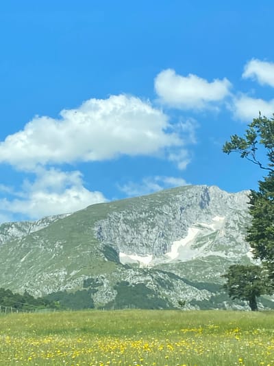 The image captures a landscape scene in the vicinity of Javorje, Montenegro, under a bright blue sky dotted with fluffy white clouds. A majestic, rocky mountain dominates the background, its slopes partially covered in green vegetation and patches of white snow. In the foreground, a vibrant green meadow stretches out, carpeted with a multitude of small yellow wildflowers. A few scattered trees are visible, with one larger tree standing prominently on the right side of the frame. The overall impression is one of natural beauty and tranquility.