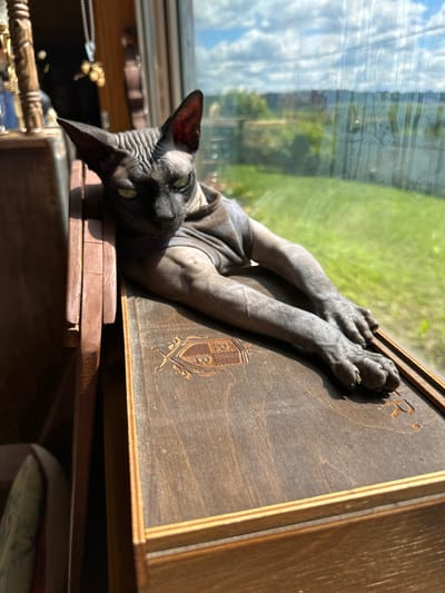 A hairless cat with dark skin and green eyes, wearing a gray t-shirt, is resting on a wooden box. The cat is positioned to the right side of the frame, with its paws extended forward. The cat's head is turned slightly to its left, and its gaze is directed forward. The wooden box has an engraved crest on its surface. The cat is indoors, next to a window that offers a view of a green, hilly landscape under a cloudy sky. The scene appears to be in a residential setting, possibly a home, in the city of Sergeevka, Russia.