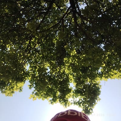 An upward-facing shot shows the leafy branches of a tree against a bright, clear blue sky. Sunlight filters through the dense foliage, creating a dappled effect. In the lower foreground, a portion of a person's head is visible, wearing a red hat or headscarf with white lettering that appears to spell "adidas". A timestamp in the bottom right corner reads "03.07.2026 15:54". The scene is likely outdoors in a park or natural setting within the city of Асан-Чек, Kyrgyzstan, given the context.