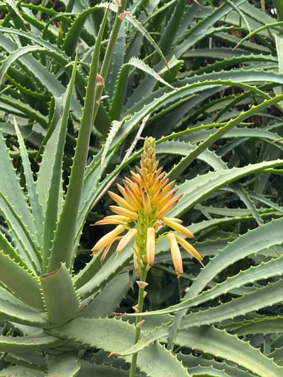 The image depicts a cluster of Aloe vera plants in bloom. The fleshy, lance-shaped leaves are green and feature serrated edges with small, yellow teeth. A central flower stalk emerges, adorned with clusters of elongated, tubular yellow-orange flowers. The setting appears to be a garden or outdoor area in Candikuning, Indonesia, indicated by the likely presence of tropical vegetation and possibly high humidity. There are no people present in the scene. The primary subject is the Aloe vera plant in full bloom, showcasing its characteristic leaves and flowers.