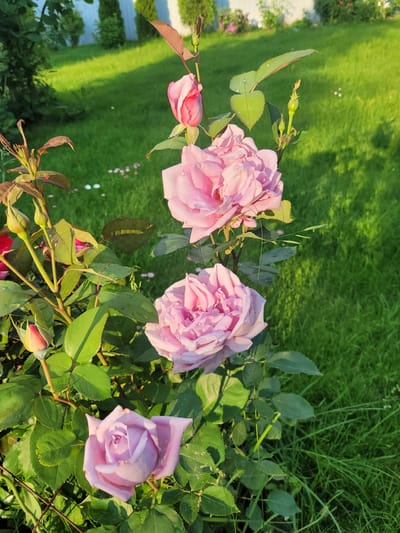 A close-up shot captures a cluster of light pink roses in various stages of bloom, set against a backdrop of a lush green lawn. The roses, with their delicate petals, are the primary focus, with some fully opened and others still in bud. The lawn appears well-maintained and is illuminated by the warm glow of what seems to be a late afternoon or early morning sun. The background also shows hints of a white fence and some greenery, suggesting a garden setting within the city of Navapolski Sel'ski Savet, Belarus. There are no people or animals visible in the image.