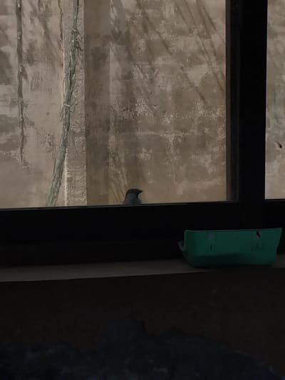 A small, dark bird is perched on a windowsill, looking out a window. The bird is facing to the right and its head is slightly tilted. The background appears to be a concrete wall with some light and shadow patterns. A green plastic container is on the windowsill to the right of the bird. The scene is located indoors, near a window with a view of an outdoor area. There are no people or other animals visible in the image. The environment appears to be a residential or commercial building.