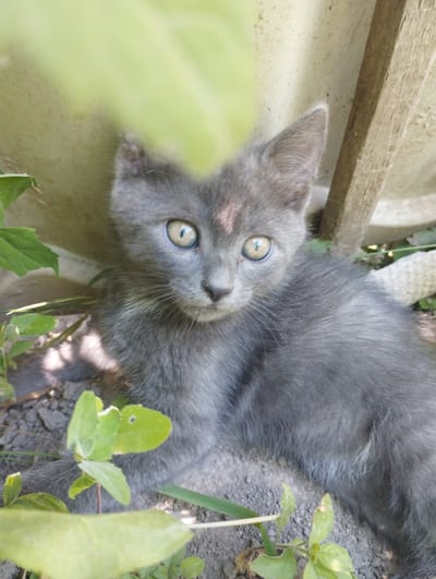 A medium shot captures a grey kitten with large, light-colored eyes looking towards the viewer. The kitten is positioned in the foreground, partially obscured by green leaves in the upper left and lower left corners. It appears to be sitting on the ground, which is composed of dirt and small stones. Behind the kitten, a rough, light-colored wall is visible, and to the right, a weathered wooden plank stands vertically. The lighting suggests it is daytime, with sunlight casting shadows. The scene is outdoors, possibly in a garden or yard, and is consistent with a residential area in Voroshylivka, Ukraine. No people or human interactions are depicted.