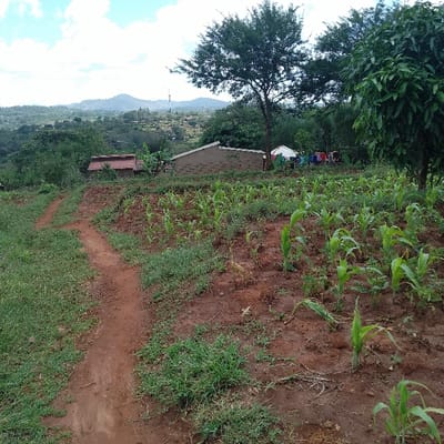 The image displays a rural landscape within Kola ward, Kenya, under a partially cloudy blue sky. In the foreground, a reddish-brown dirt path curves from the lower-left, bordered by green grass and weeds. To the immediate right, a cultivated field of reddish-brown soil is visible, containing rows of young, green maize plants in an early growth stage. In the midground, a light-colored, single-story building with a dark sloped roof is present, situated to the right of the path's bend. To its left, a portion of another building with a reddish-brown roof is visible, partially obscured by vegetation. Further right, behind the light-colored building, a small white tent-like structure is discernible, with various multi-colored clothes (red, blue, white) hanging on a line nearby. Several large trees with dense green canopies are scattered across the midground. The background consists of rolling hills and mountains covered in lush green vegetation, extending to the horizon. A communication tower or similar antenna is visible on one of the distant peaks, and scattered small structures are present on the distant slopes. No individuals are depicted in the scene.