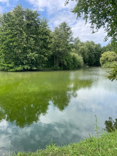 This is a photograph of a serene lake in Alzey, Germany, surrounded by lush green trees under a partly cloudy sky. The water of the lake is a vibrant green and reflects the sky and surrounding foliage, creating a mirrored effect. On the right side of the image, the grassy bank of the lake is visible, with some tall blades of grass and a few flowering plants. The overall impression is one of natural beauty and tranquility.
