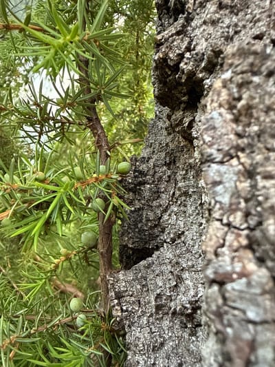 A close-up, low-angle shot captures the textured bark of a tree trunk on the right, contrasting with the vibrant green foliage of a juniper bush on the left. The juniper branches are laden with small, round, green berries. The background is a soft blur of green, suggesting an outdoor, natural setting, likely within the city of Sulejów, Poland. The lighting appears to be natural daylight, casting subtle shadows and highlighting the intricate details of both the bark and the leaves. There are no people or animals visible in the image.