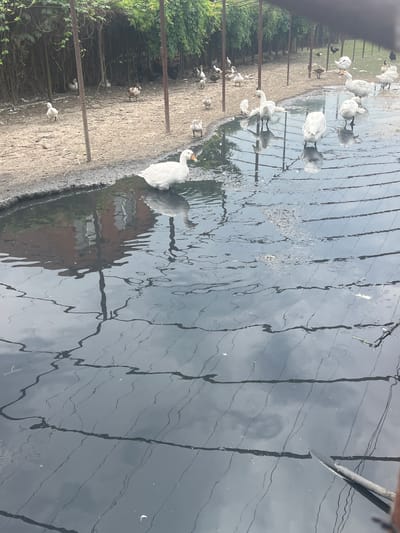 A group of geese and ducks are gathered on the muddy shore and in a shallow, murky pond. The environment appears to be an outdoor enclosure or farm with a fence line and greenery in the background. Some of the birds are white, while others are brown and white. The water is dark and reflects the overcast sky and surrounding structures. A tool, possibly a shovel, is visible in the lower right corner of the frame. The overall scene suggests a rural or agricultural setting.