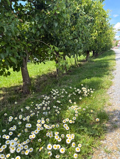 This image captures a sunlit outdoor scene in Rapperswil-Jona, Switzerland, featuring a row of fruit trees alongside a gravel path. The foreground is dominated by a vibrant patch of green grass densely populated with small white and yellow daisies (Bellis perennis). Shadows from the trees are cast across the grass and a section of the path.
To the left, a line of pear trees (Pyrus communis), laden with small, developing green pears, extends into the distance. Their leafy canopies are full and green, with glimpses of a clear blue sky and white clouds visible through the foliage. The tree trunks are dark brown and textured.
A light-colored gravel path runs along the right side of the image, bordering the grassy area. In the background, several blurred human figures are visible on this path. One person, wearing a pink top and light-colored pants, is walking away from the viewer towards the upper right of the frame. Other less distinct figures are further down the path. The overall environment suggests a pleasant, clear day.