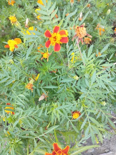 In Zarafshan, Uzbekistan, a cluster of marigolds are in bloom, with their vibrant orange and yellow petals contrasting against lush green foliage. Some flowers are fully open, revealing their intricate petal structure, while others are in bud or in a state of wilting, with dried petals and seed heads. The leaves of the marigold plants are feathery and serrated, adding a delicate texture to the scene. The background is a soft blur of greenery and hints of soil, suggesting an outdoor setting, possibly a garden or a roadside verge. The lighting is natural, indicating it was taken during daylight hours. No people are visible in the image, and the focus is entirely on the botanical subjects.