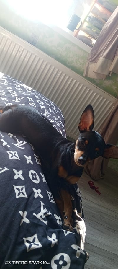 The image depicts a small, black and tan dog resting on a bed. The bed is covered with a dark blue and white patterned blanket reminiscent of Louis Vuitton branding. A white radiator is visible behind the bed, against a light green wall. A brown curtain is partially visible to the right. The dog is lying down, with its head turned towards the camera. A small, red toy is visible on the floor near the edge of the bed. The image's metadata indicates it was taken with a Tecno Spark 10 Pro. There is no identifiable information to verify this image was taken in Bereg Kubani, Russia.
