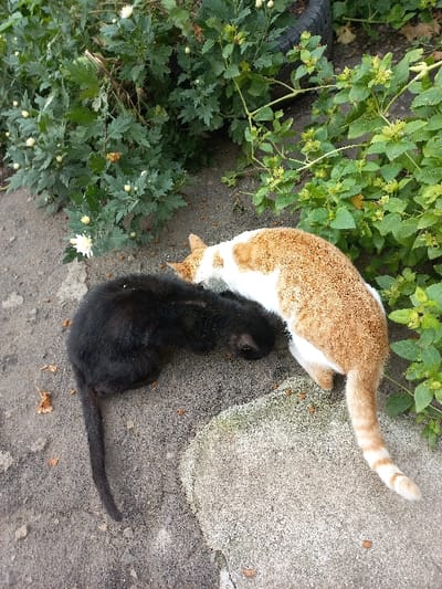 This image captures an outdoor scene in Akhaltsikhe, Georgia, depicting two domestic cats feeding on the ground. A predominantly black cat is positioned on the left, with its head lowered towards the ground. Adjacent to it, on the right, is an orange tabby and white cat, also with its head lowered. Both felines appear to be consuming small, brown, kibble-like objects scattered across the dark gray, sandy soil surface and a lighter, irregular concrete slab in the lower right quadrant of the frame. The cats are in close proximity, suggesting shared access to the food. The background features dense green foliage, including a plant with dark green, lobed leaves and small white flower buds on the left, and another type of leafy green plant on the right. A dark, circular object, possibly a tire, is partially visible behind the foliage in the upper right. The ground also exhibits scattered brown leaf debris. The scene is illuminated by natural light.