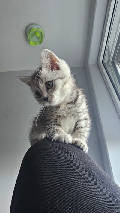 A silver tabby kitten is perched upside down on the edge of a dark fabric object, possibly a chair or sofa. The kitten's head is angled downward, and its paws are gripping the edge. The background includes a grey wall, a window with a white frame, and a suction-cup with green paper attached to the wall. This scene appears to be indoors, but without additional information, the location in Rüsselsheim am Main, Germany cannot be determined.